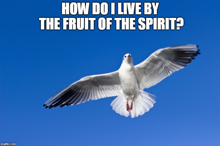 Fruit of the Spirit Dove