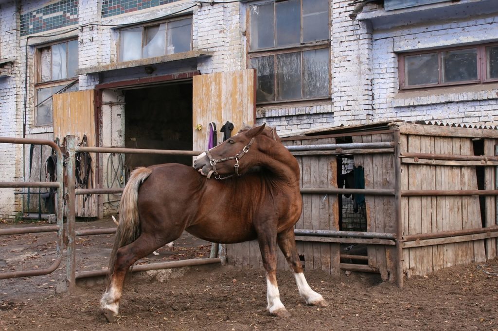 Does God Care when I'm frustrated? It is like this horse who has an itch he can't scratch.