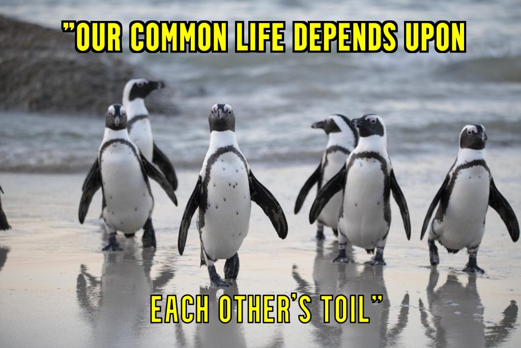 Penguins who toil for one another